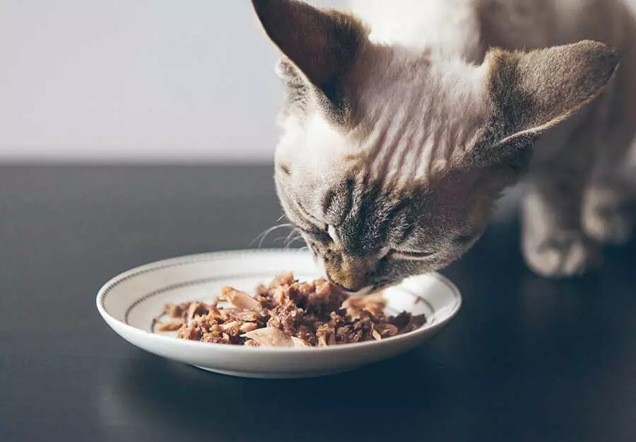 Is it okay for shop cats to eat tuna